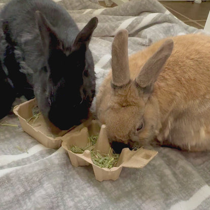 Refillable Forage Puzzle Kit